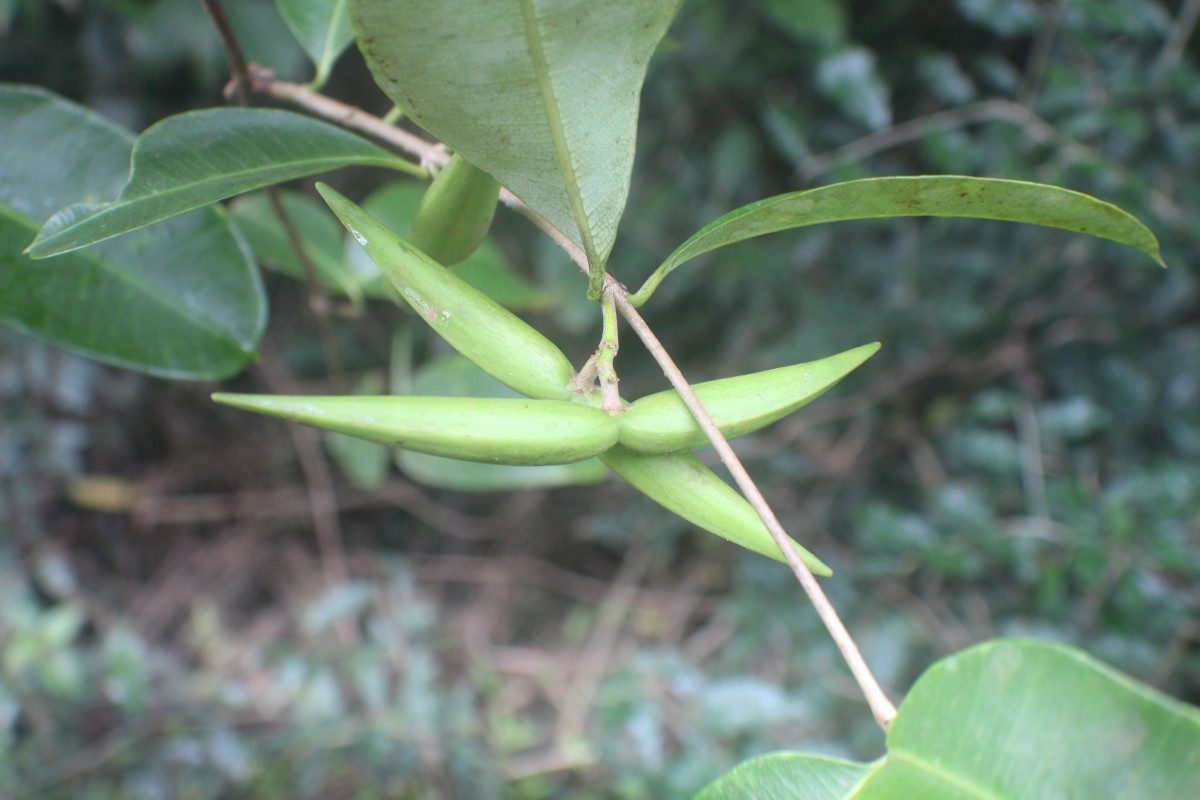 Cryptolepis buchananii R.Br. ex Roem. & Schult.